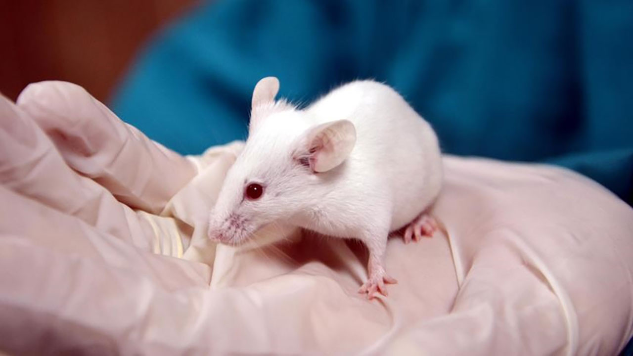 Yaşlı farelerde hafıza fonksiyonunu geliştirmenin yolu bulundu