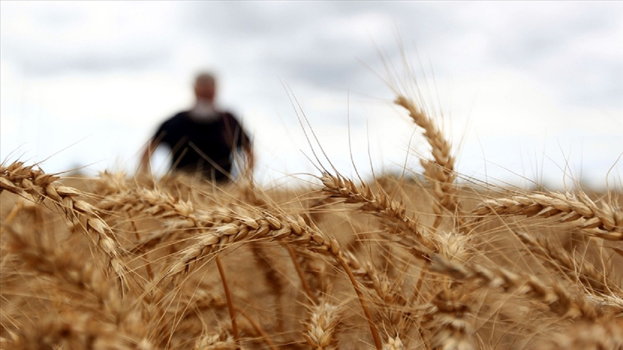 Dünyanın ikinci büyük buğday üreticisi Hindistan ihracatı yasakladı