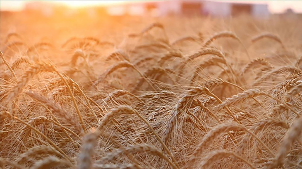 Rusya'dan tahıl krizinin çözümü için 