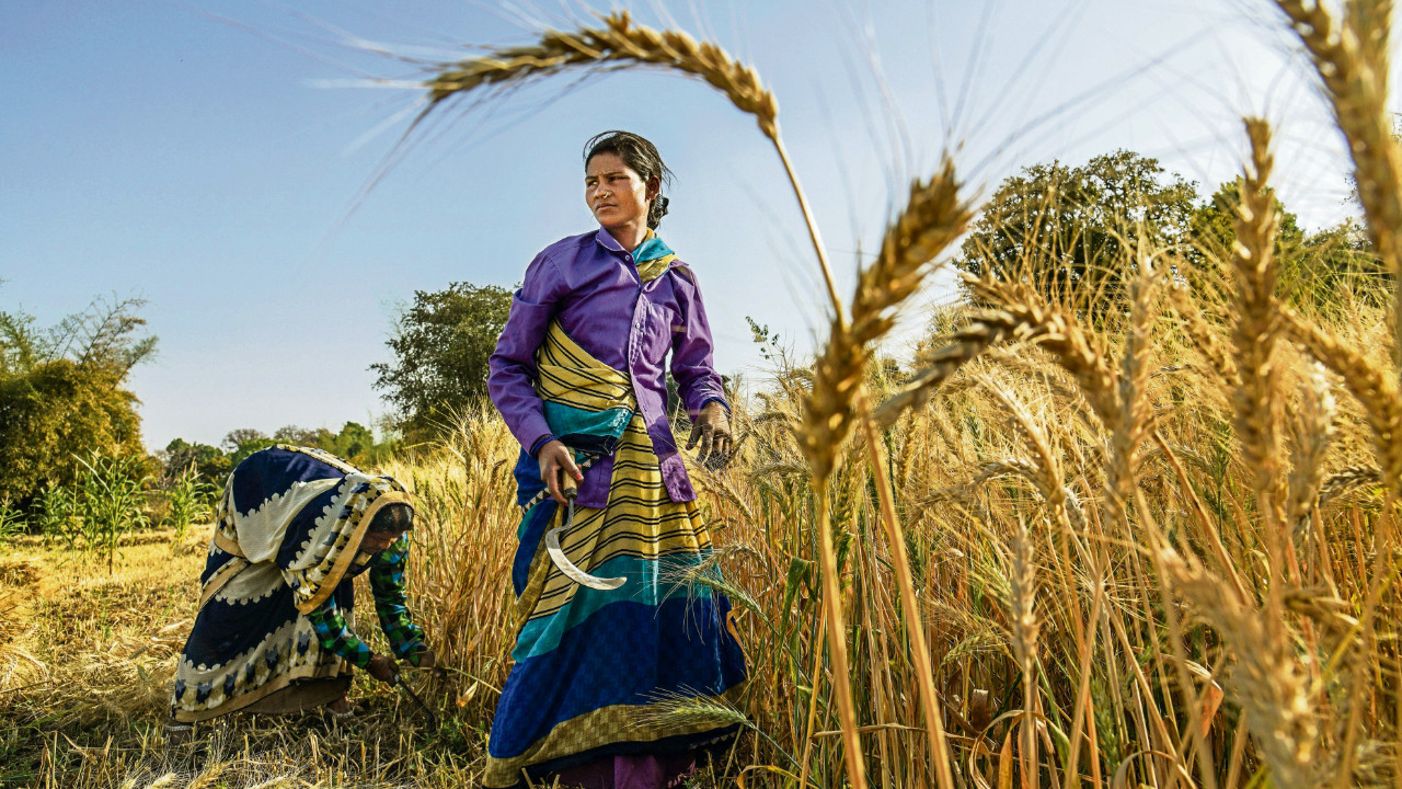 Hindistan'ın Madhya Pradeş eyaletindeki çiftçiler (Fotoğraf: Atul Loke/The New York Times)