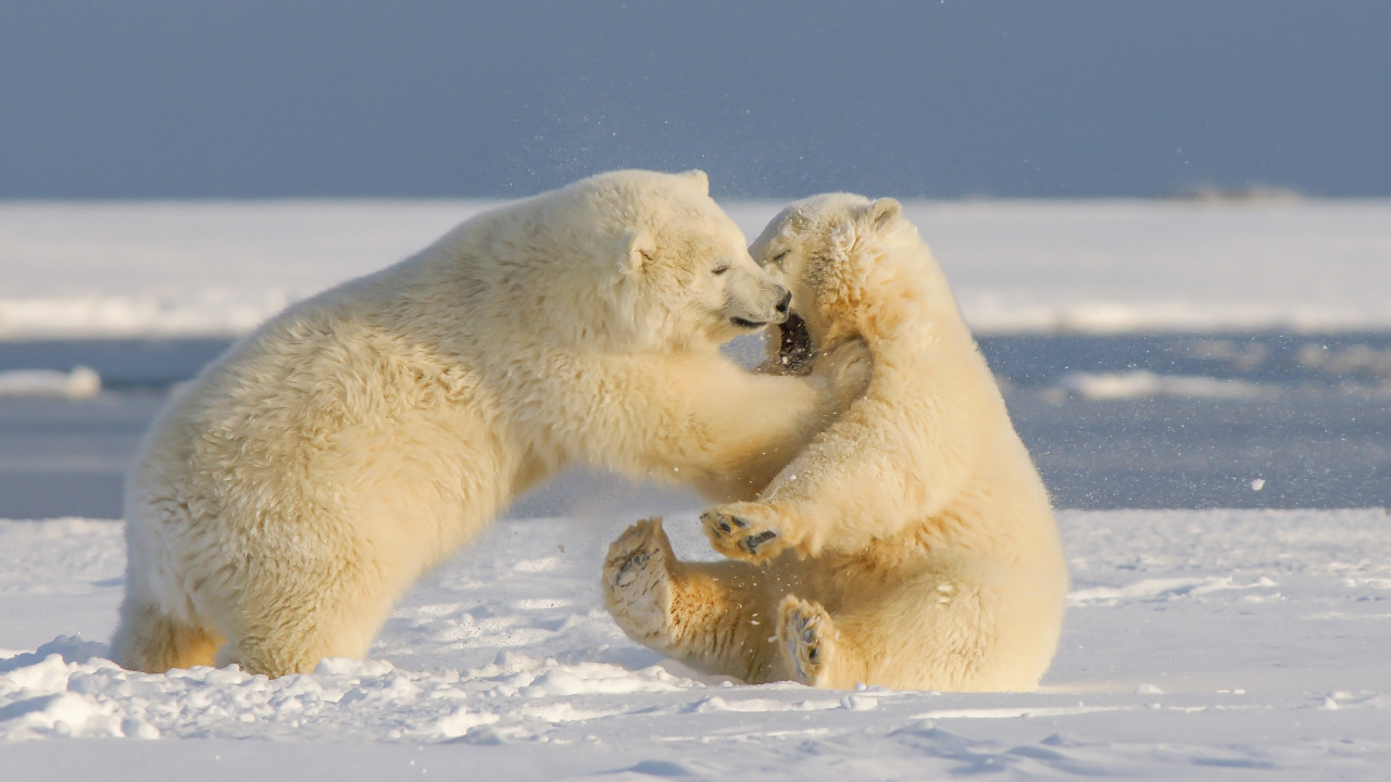 Bilim insanları kutup ayılarının sıcaklığa uyum sağlayan bir popülasyonunu keşfetti