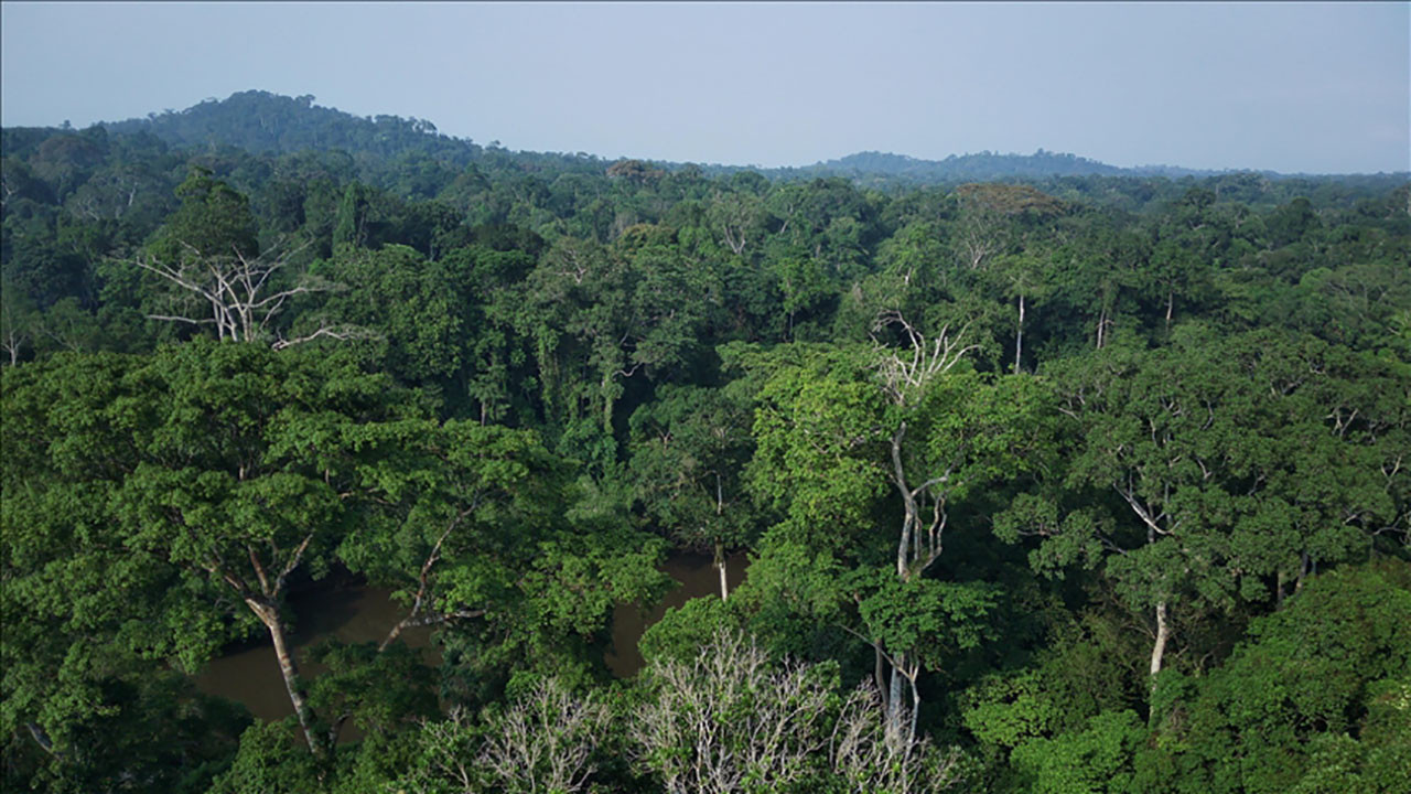 Çin, Batı Afrika'nın koruma altındaki gül ağaçlarından milyon dolarlar kazanıyor
