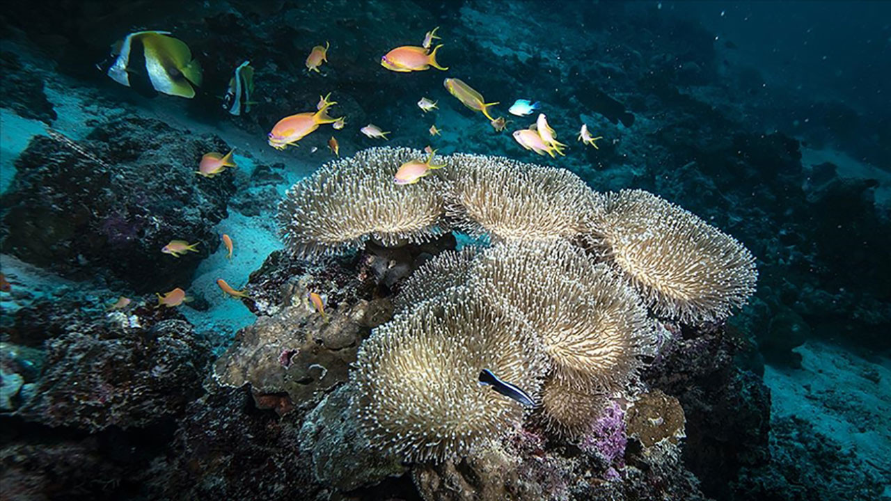 Maldivler'de sualtı temizliği ve mercan ekimi seferberliği
