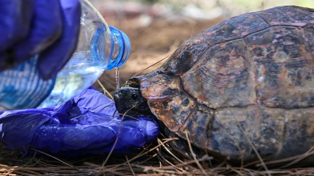 Datça'daki orman yangınında mahsur kalan iki kaplumbağa kurtarıldı