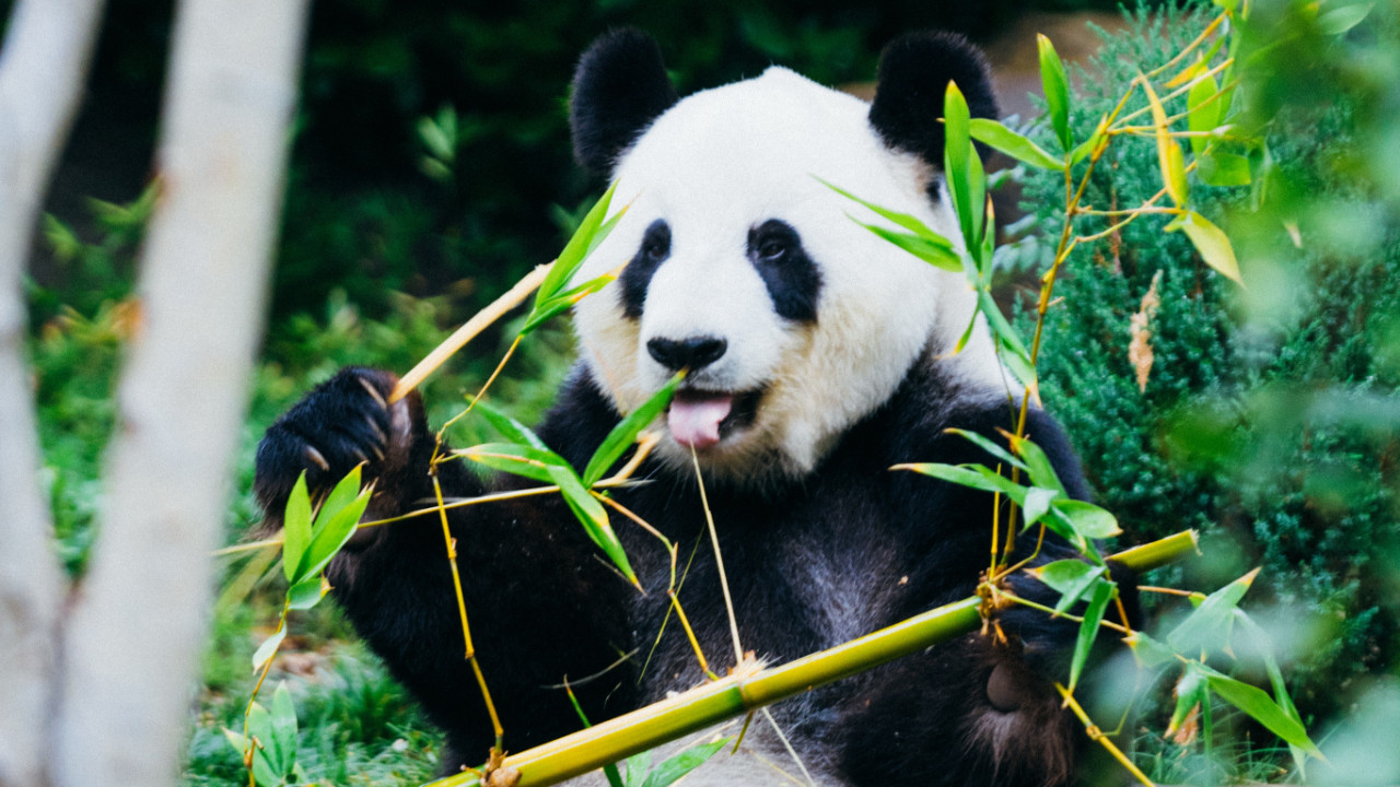 Dünyanın en yaşlı erkek pandası 35 yaşında öldü