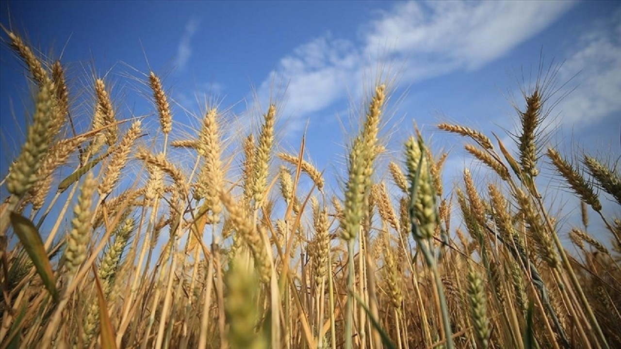 Rusya Tarım Bakanı: Tahıl ihracatını düşürmek zorunda kalabiliriz