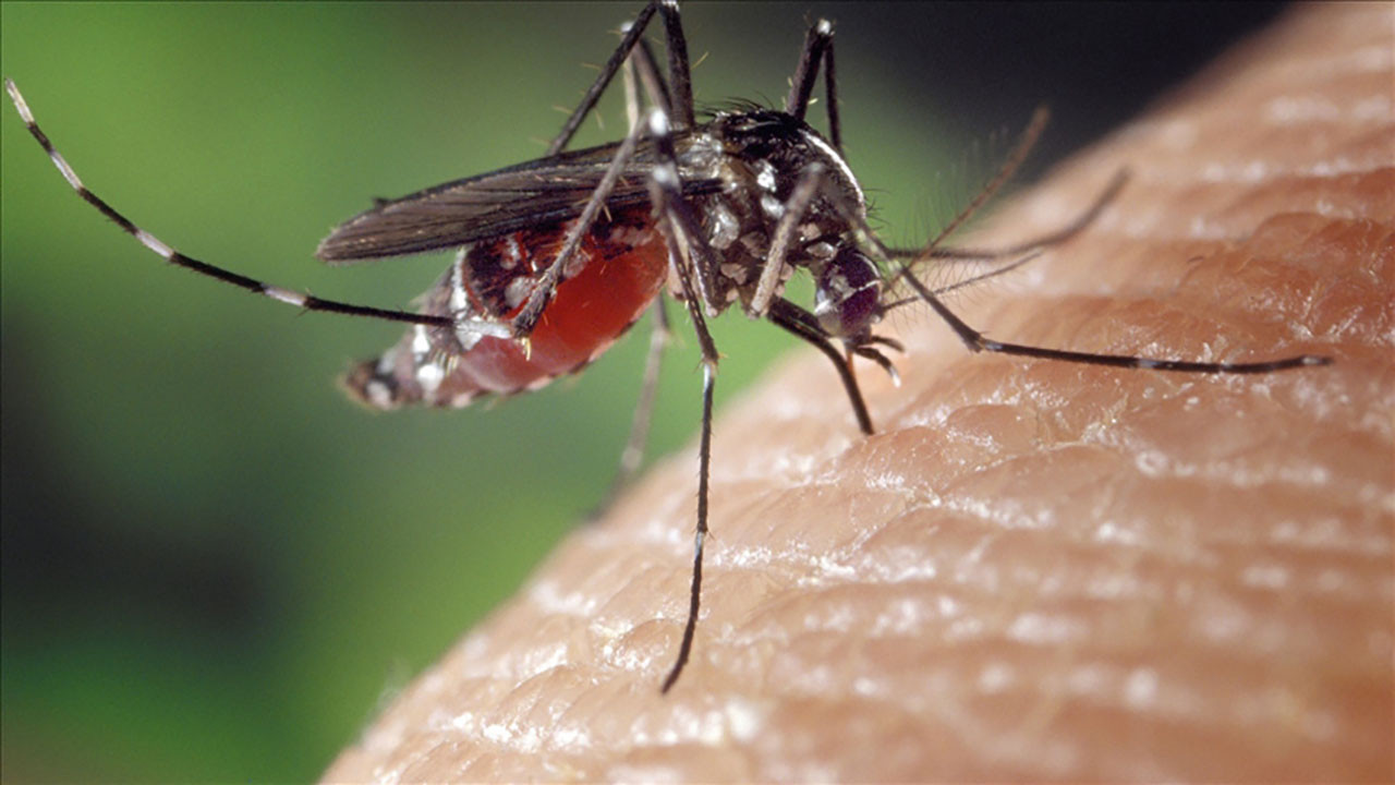 İstanbul'da artan Aedes sivrisineği alerjik reaksiyona yol açıyor