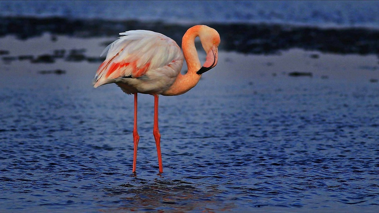 Tuz Gölü'ndeki flamingolar için can suyu