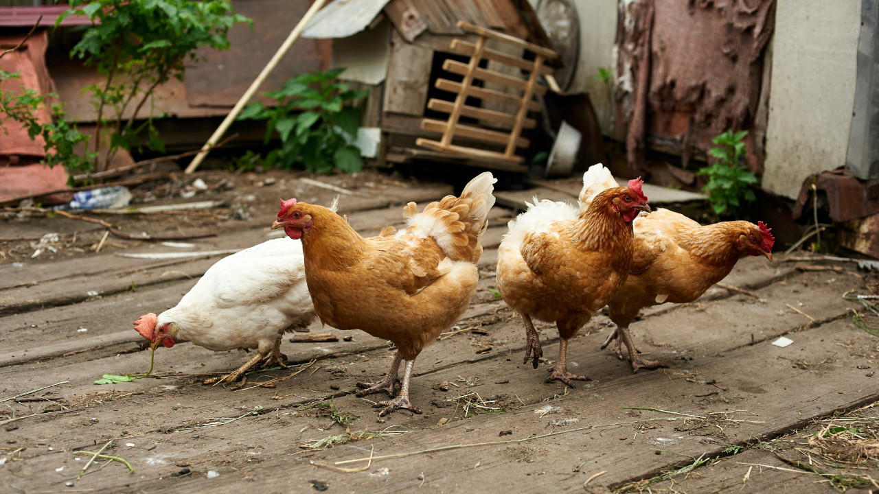 Fransa'da enerji krizi: Yerli tavuk yetiştiriciliği azalıyor