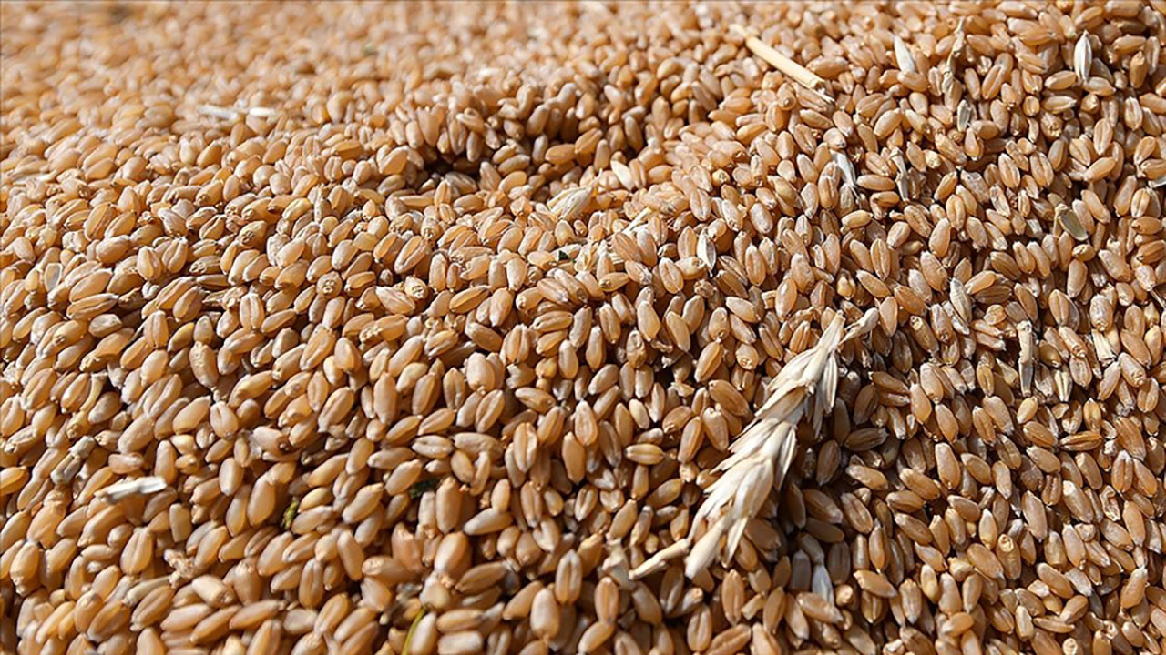 Rusya'nın tahıl anlaşmasına geri dönmesiyle buğday fiyatları yüzde 6'nın üzerinde düşüş