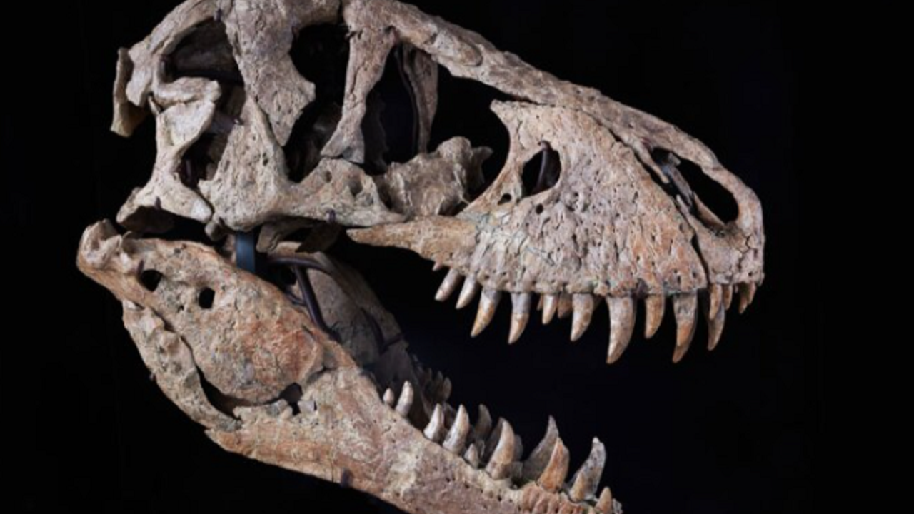 Bugüne kadar keşfedilen en eksiksiz T. Rex kafatası açık artırmada 20 milyon dolara satılabilir