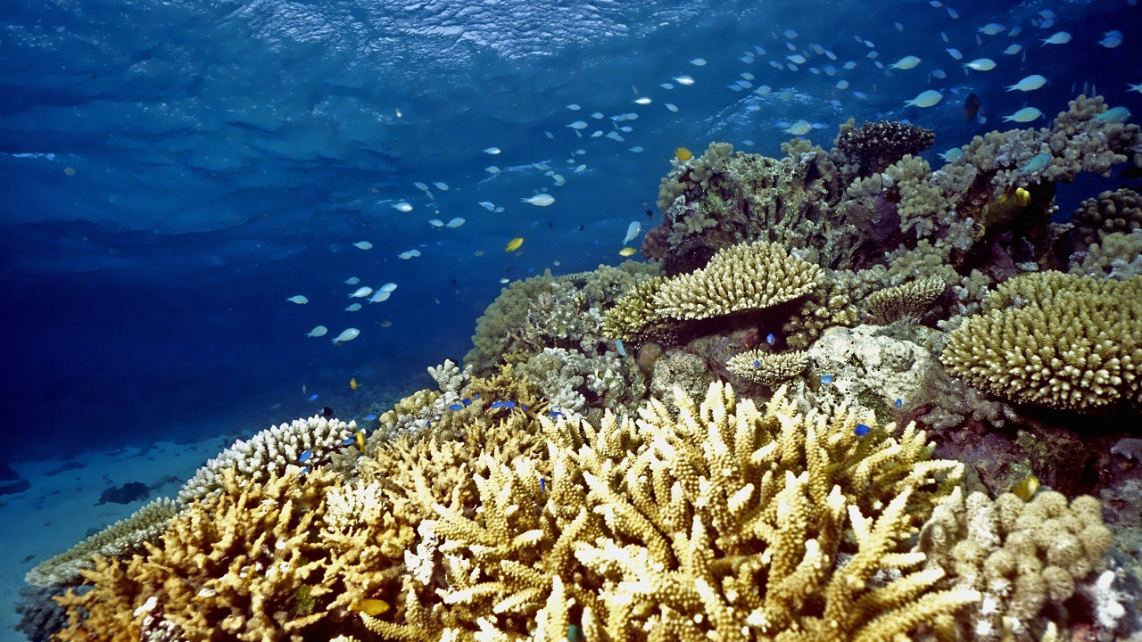 BM raporunda, Büyük Set Resifi'nin tehlike altındaki dünya mirası listesine alınması önerildi