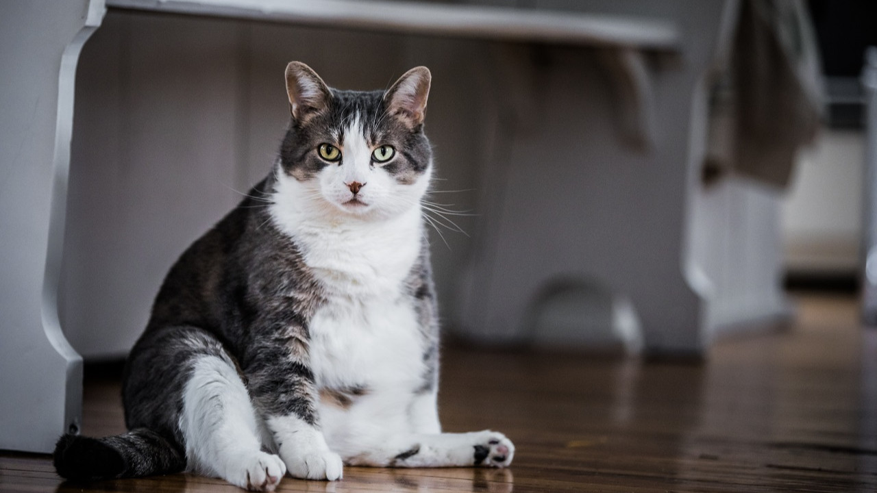 Amerika İlaç ve Gıda Dairesi kediler için diyabet hapını onayladı