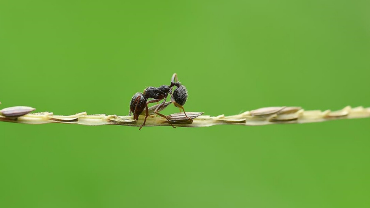 Karıncalar kanserli hücreleri koklayarak yakalayabiliyor