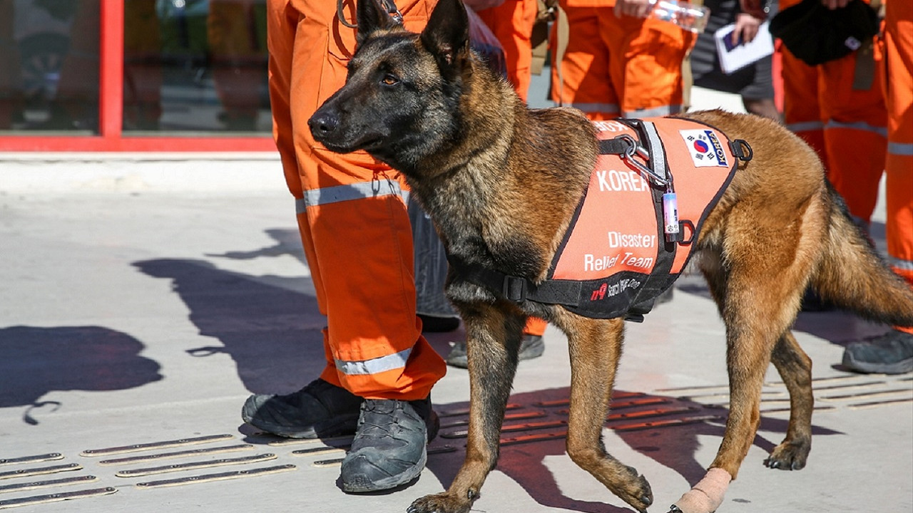 Arama kurtarma köpekleri yüzlerce cana umut oldu