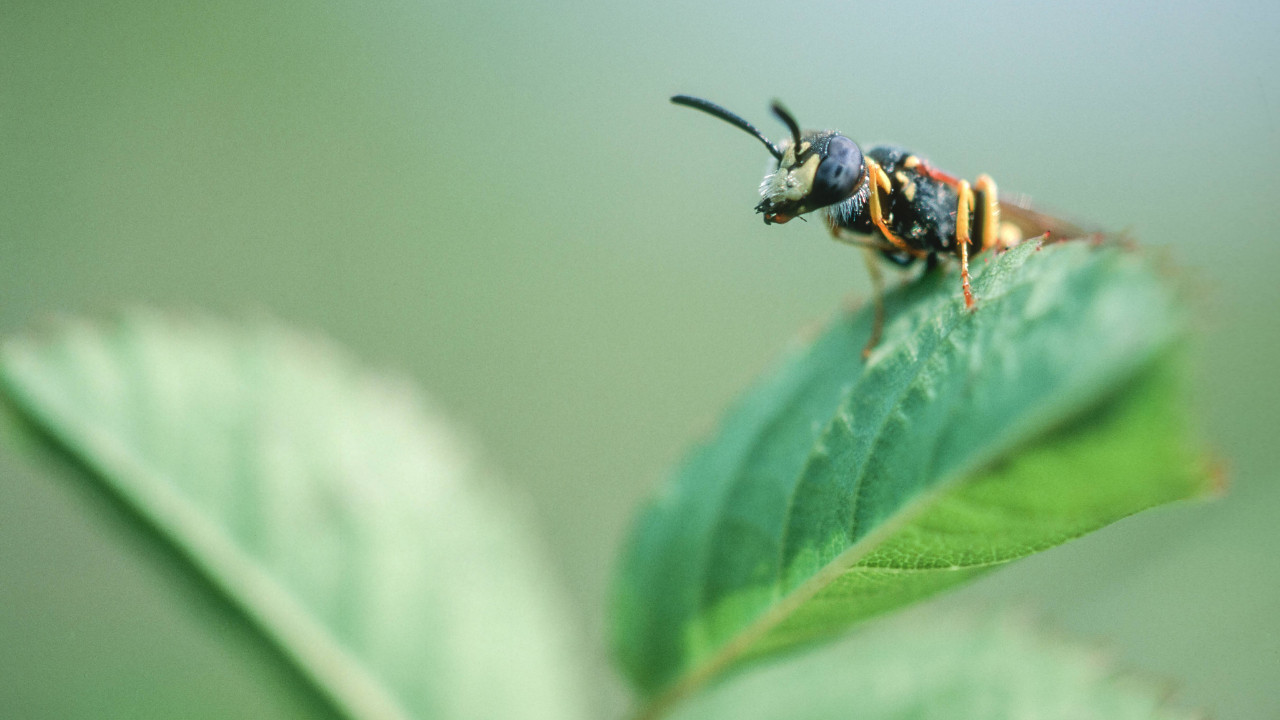 Araştırma: Yaban arıları bulmaca çözmeyi öğreniyor