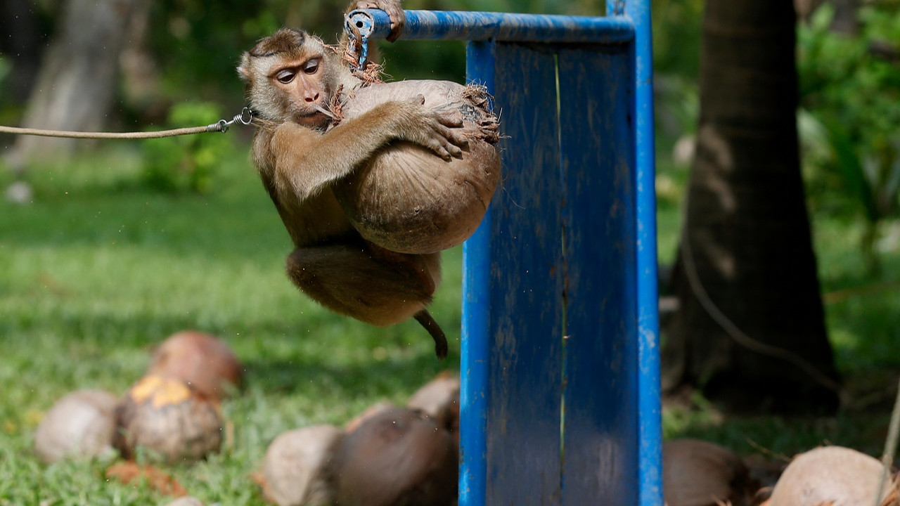 Hindistan cevizi üretiminde maymun işçi iddiası: Hellofresh, Tayland'la ticareti kesti