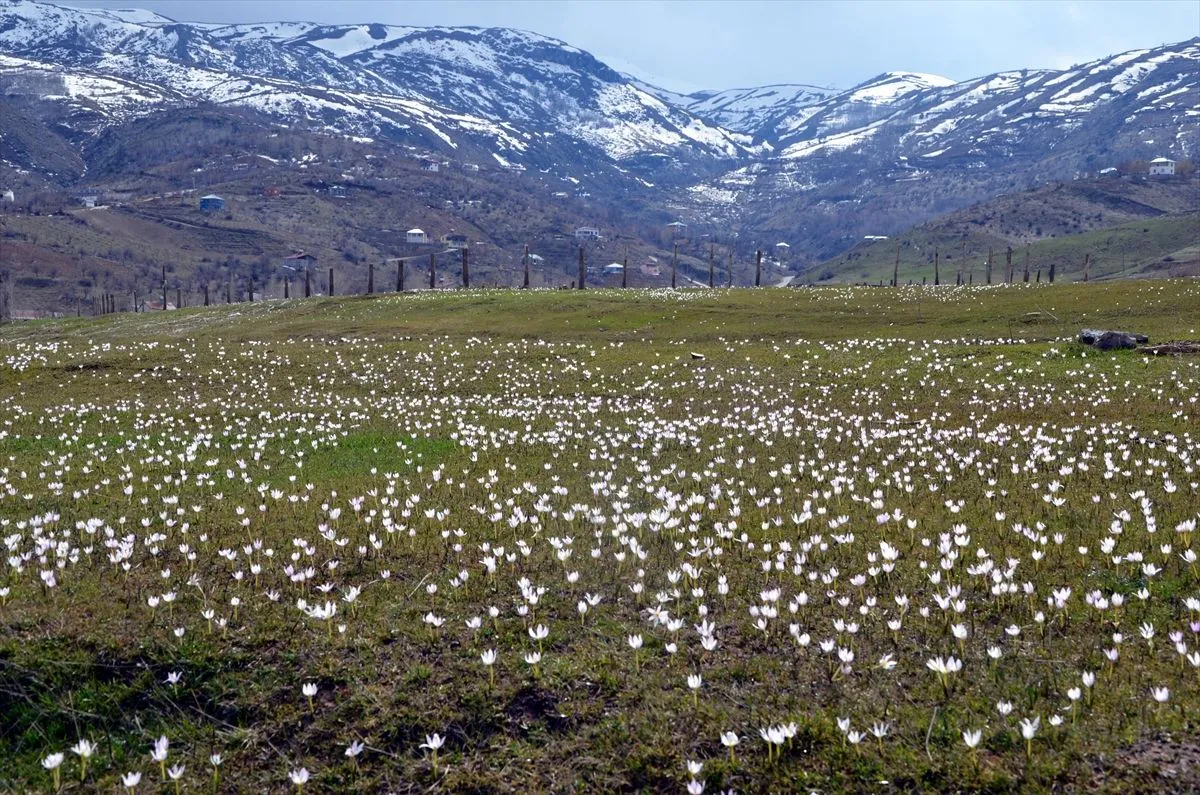 Baharın müjdecisi kardelenler Muş Ovası'nı süsledi