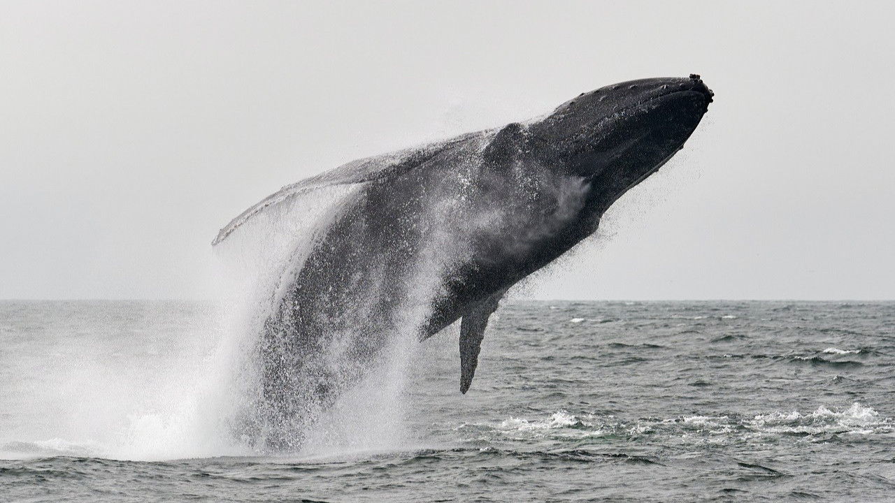 Her yıl binlerce balina, gemiler tarafından öldürülüyor: Kurtarmak için ne yapılabilir?