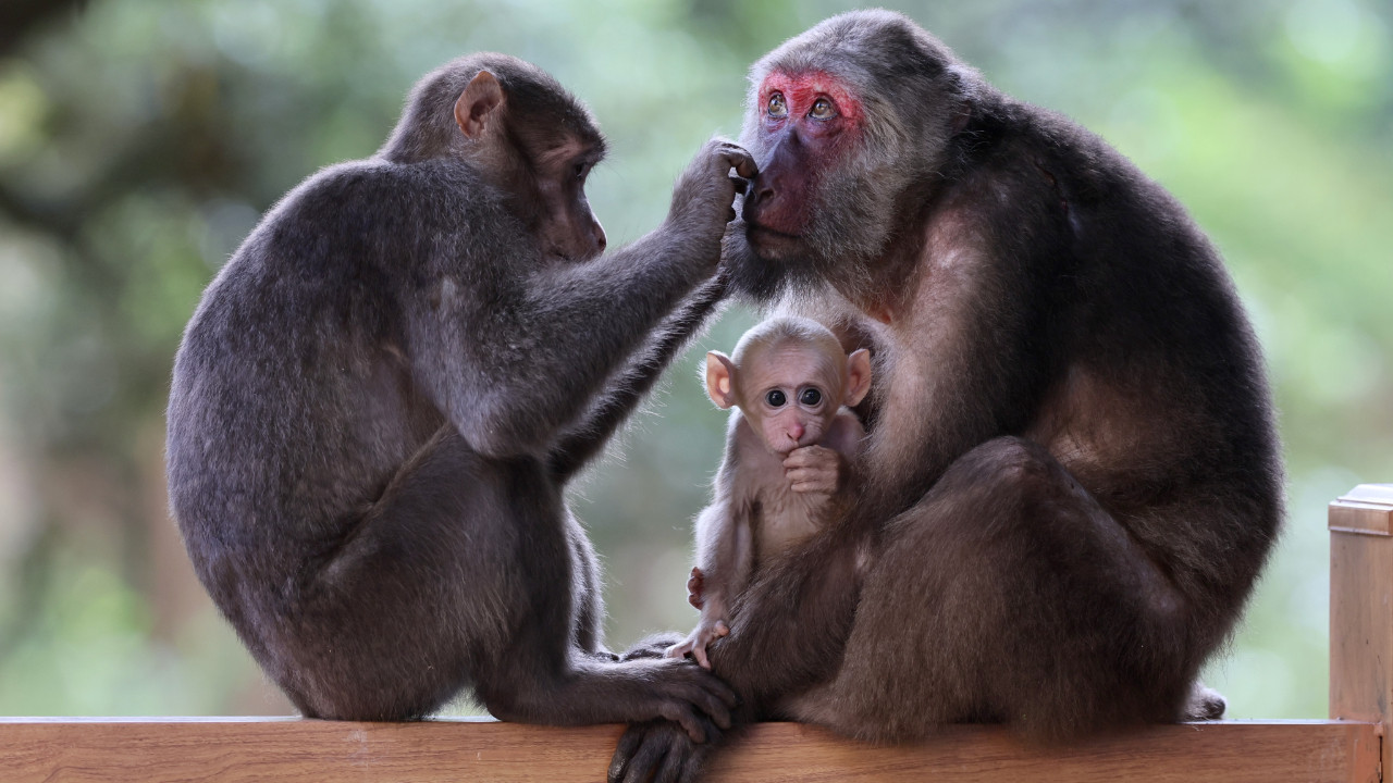 Sri Lanka nesli tehlikede olan 100 bin makak maymununu Çin'e satacak