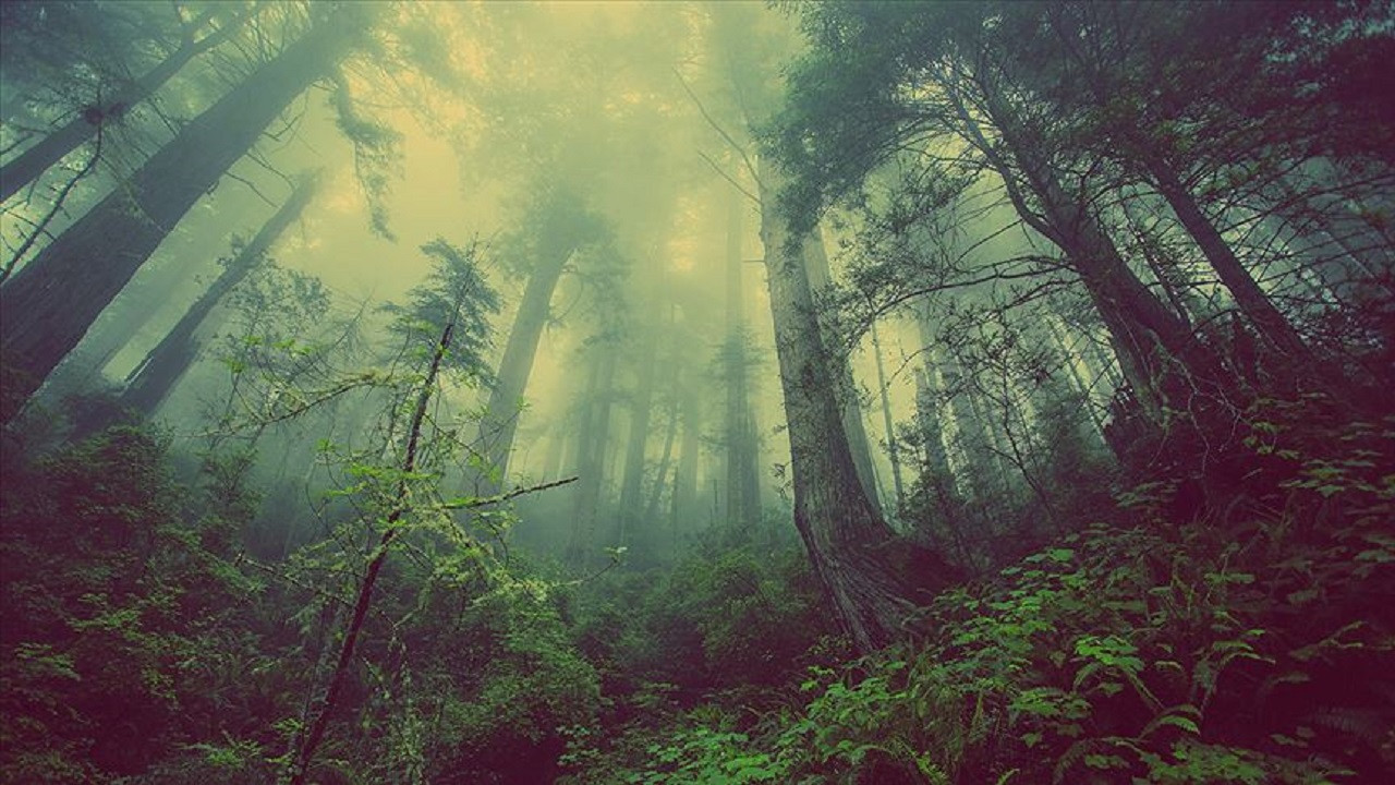 Yağmur ormanlarını korumak için yıllık 130 milyar dolara ihtiyaç var