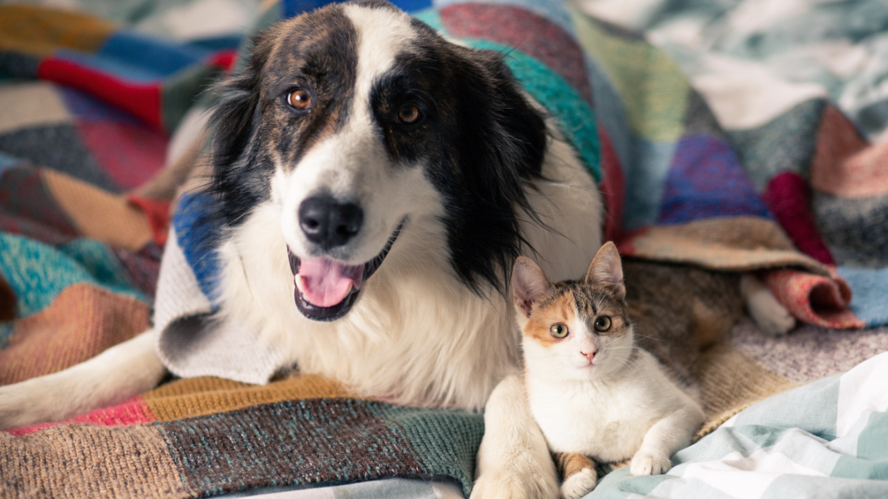 Kedi ve köpek sahipleri için evde muayene rehberi
