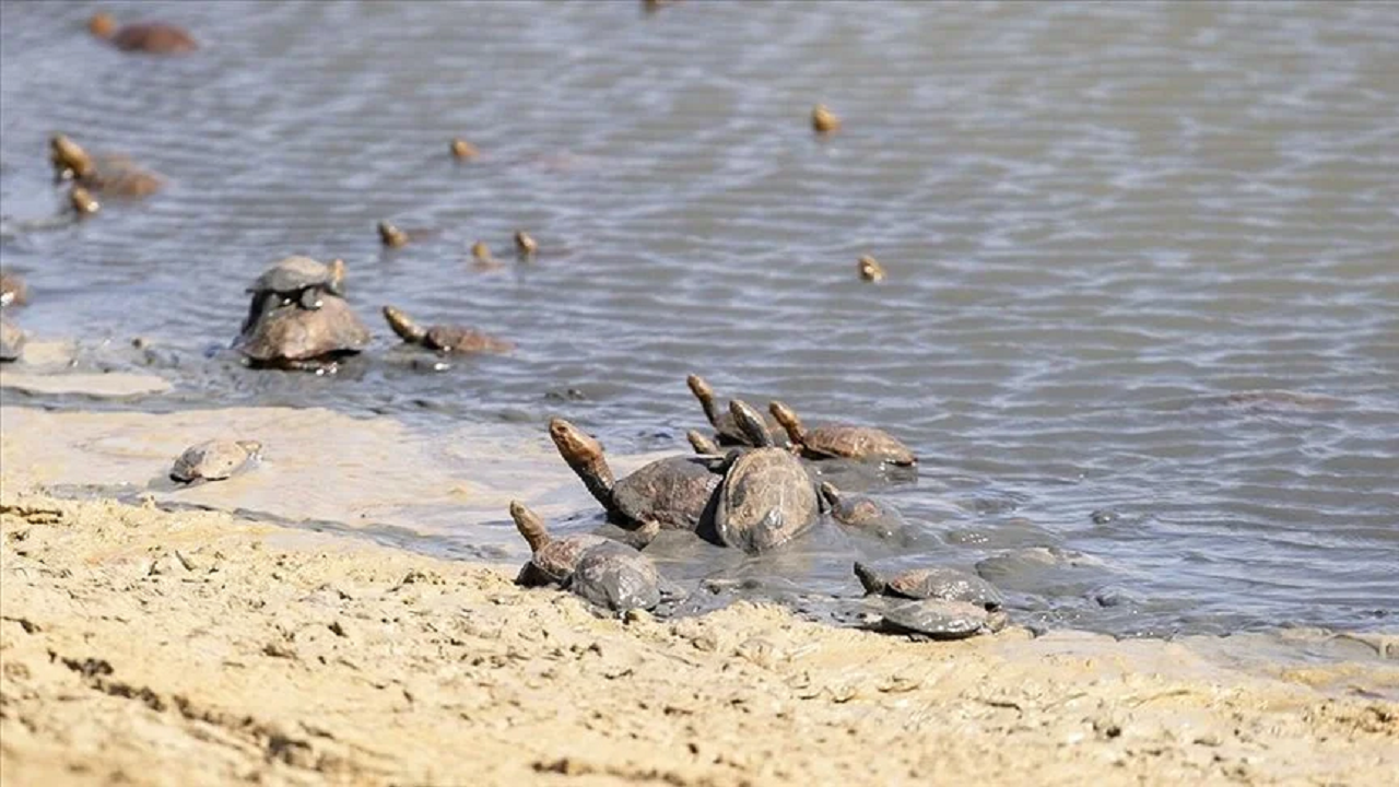 Küresel ısınma etkisi: Deniz kaplumbağaları yeni yuvalama alanları arıyor