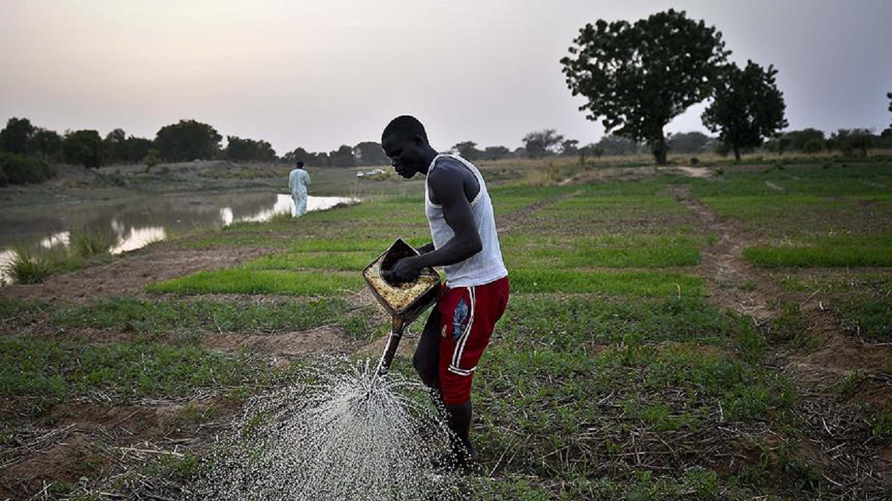 Güney Kore'den Afrika ülkelerinde gıda güvencesi için K-Pirinç kuşağı projesi