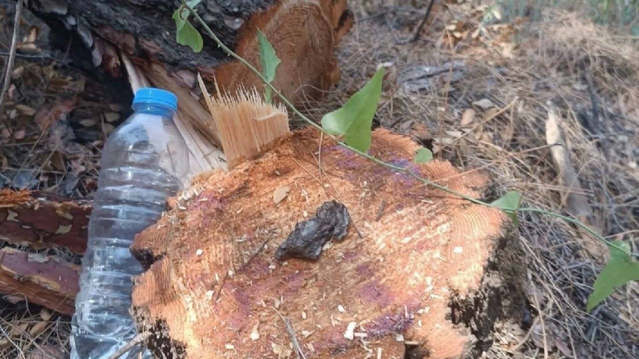Bodrum Belediye Başkanı Aras: Asırlık çam ağaçlarını rant uğruna kesen elleriniz kırılsın