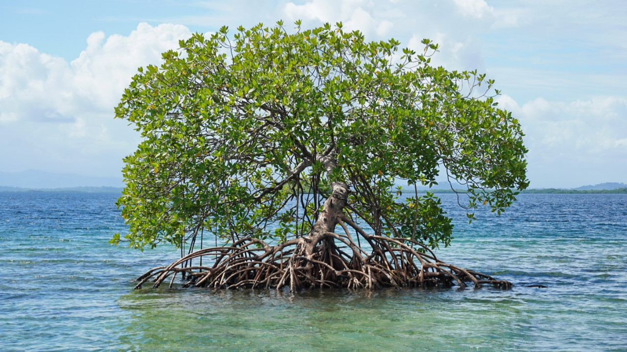 Suudi Arabistan çölleşmeyle mücadele için 50 milyondan fazla mangrov ağacı yetiştirecek