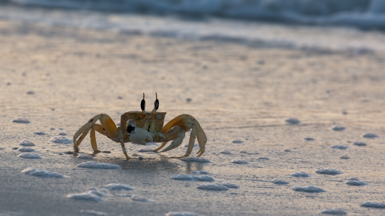 Evrim, yengeç formunu neden çok seviyor?
