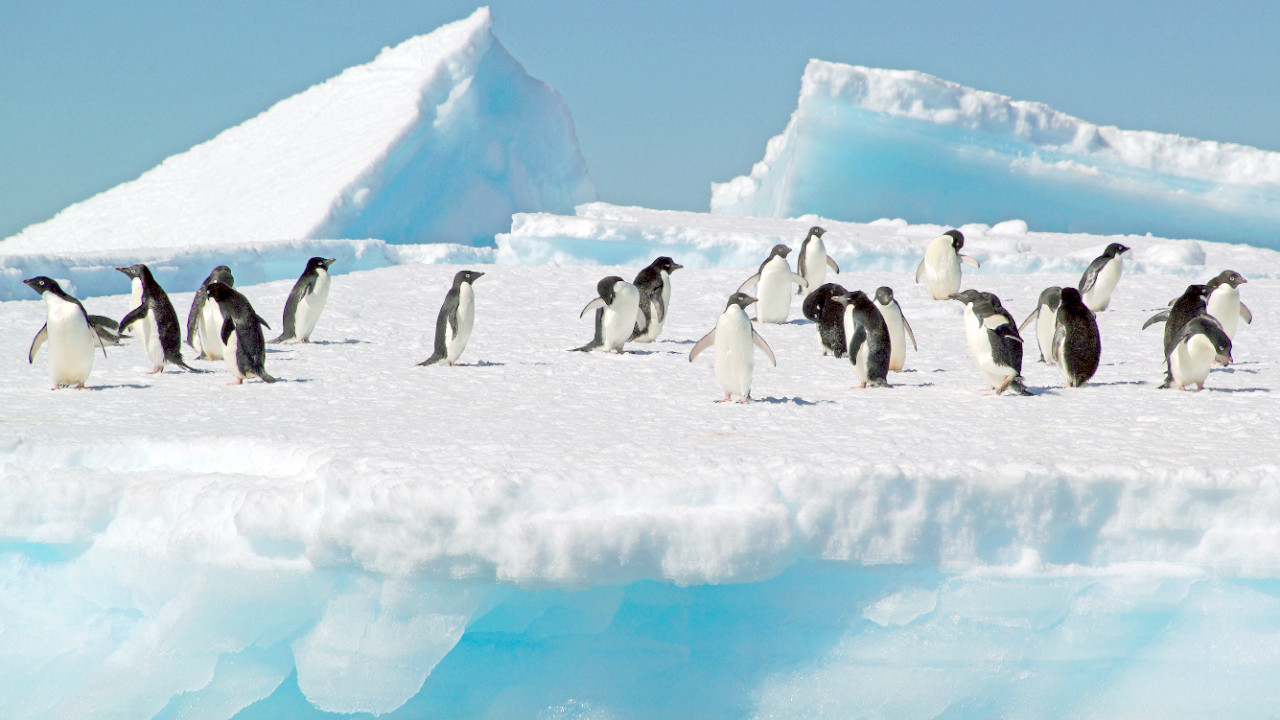 Buzlar parçalandı, binlerce penguen öldü