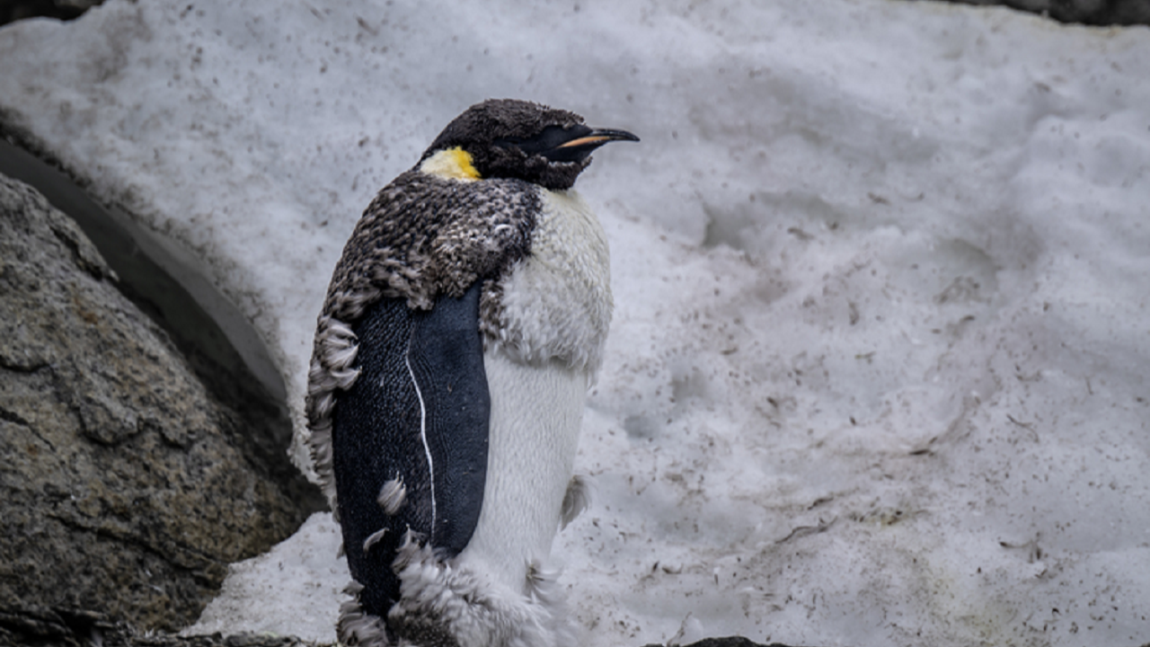 Küresel ısınma imparator penguenleri ölüme sürüklüyor