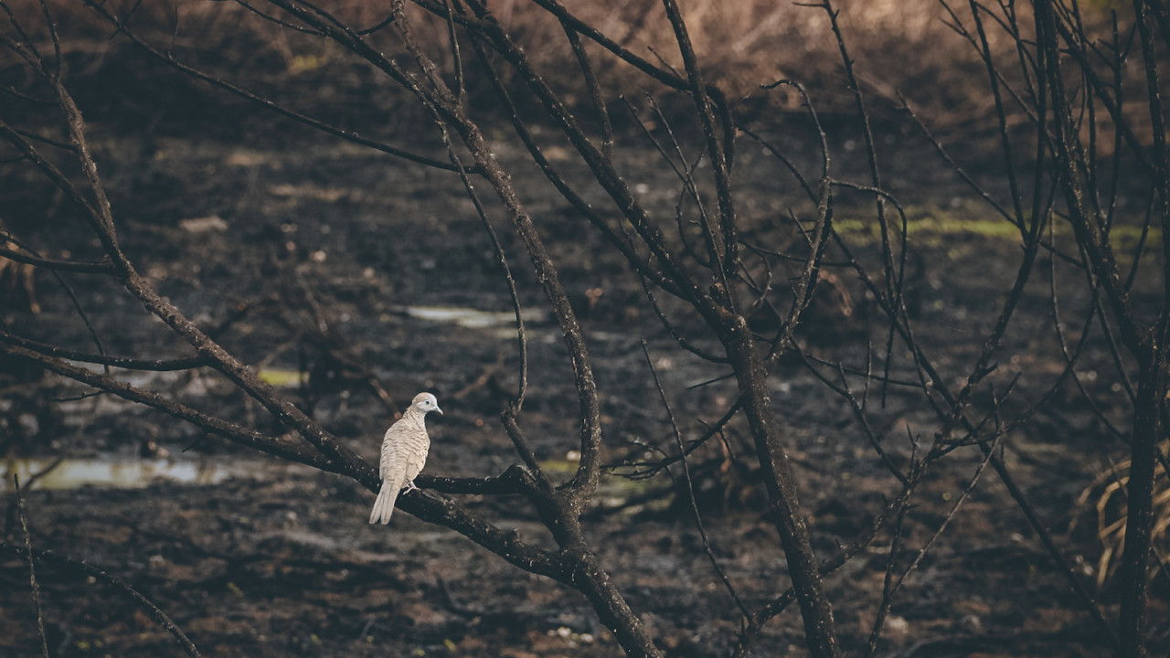 New York Times yazdı: Kuşlar orman yangınlarından nasıl etkileniyor?