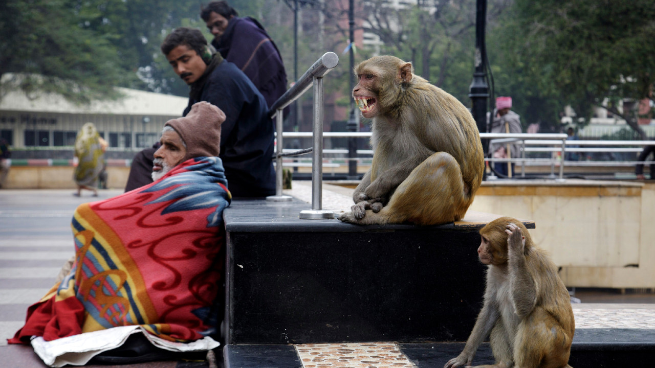 New York Times G-20 Zirvesi'nin yapılacağı Yeni Delhi'deki 'maymun' tehlikesini yazdı
