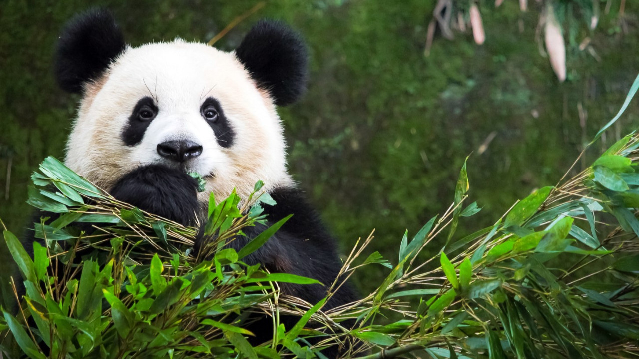 Uçak yolculuğu yapan pandalar 'jetlag' yaşıyor olabilir