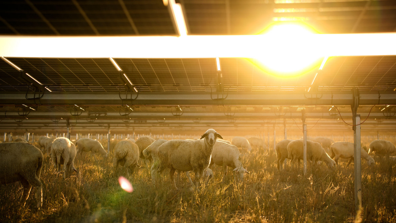 Avrupa’nın en büyük enerji santrali çölden, koyunların otladığı meraya dönüşüyor