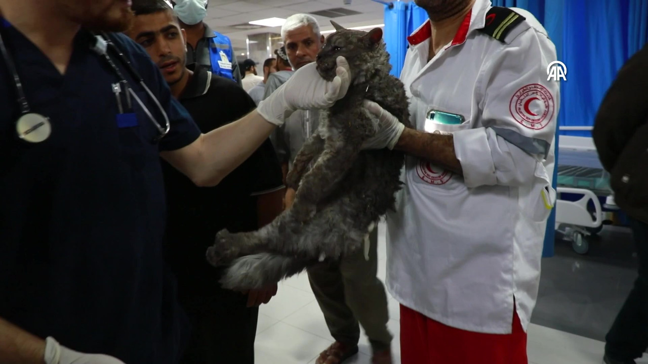 İsrail bombardımanından hayvanlar da etkilendi