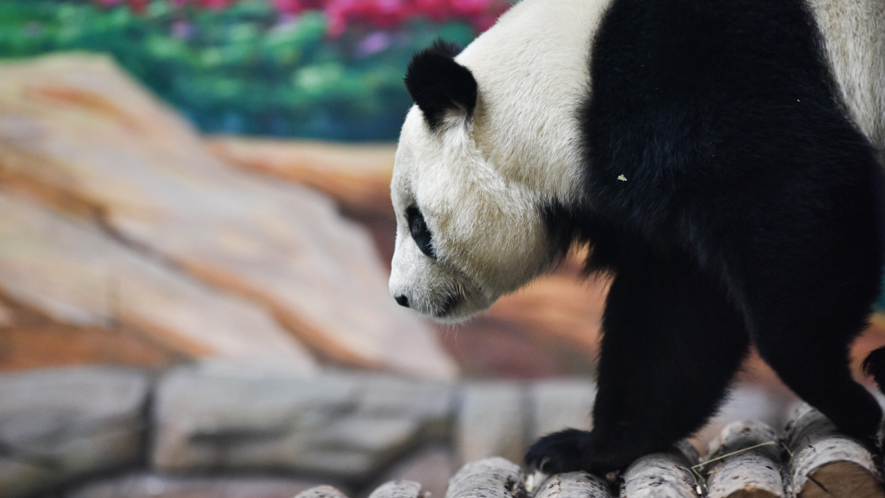 Çin ile ABD arasındaki Panda Diplomasisi tekrar başlıyor