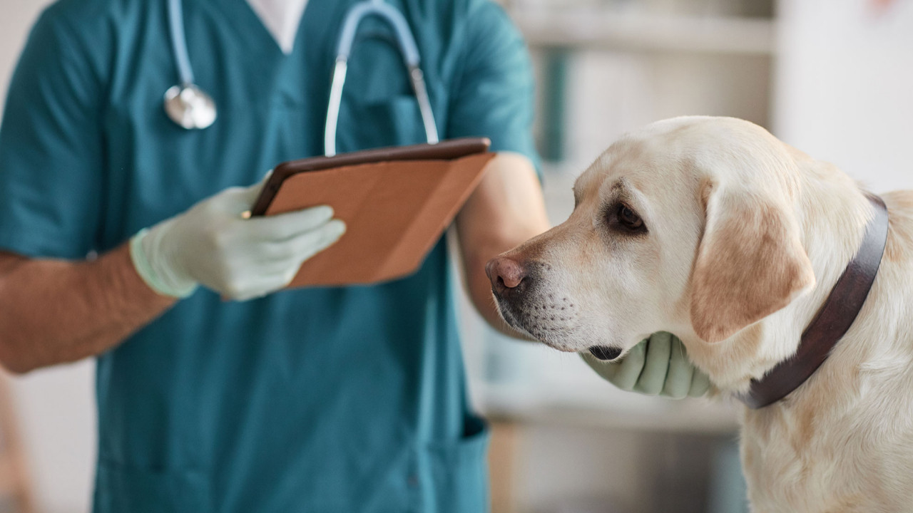 ABD'de gizemli virüs köpekleri öldürüyor