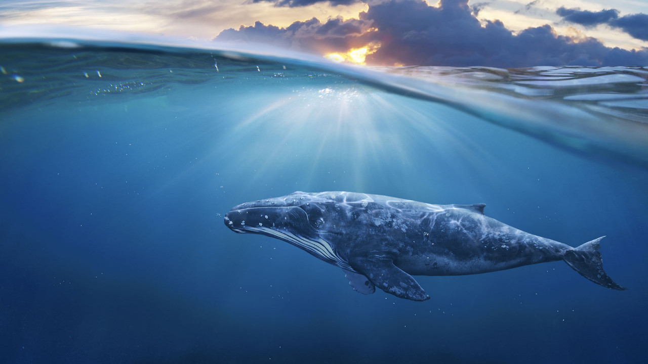 Zamanla iyileşebilecekleri ortaya çıktı: Mavi balinalar yok edildikleri Hint Okyanusu'nu yuva edindi