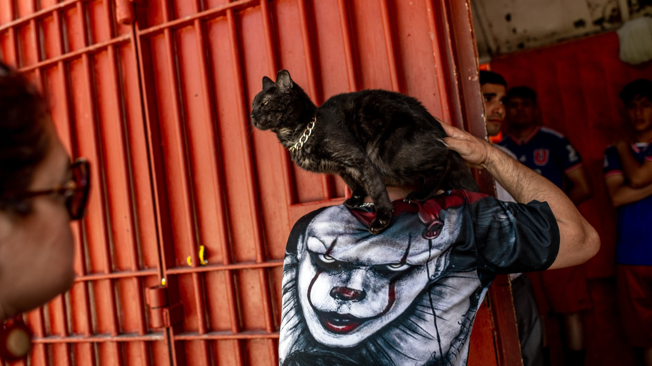 Acımasız hapishande kediler mahkumlara umut oldu