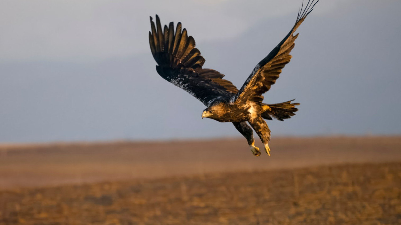 Afrika yırtıcı kuşların cehennemi oldu: Bir bir yok oluyorlar