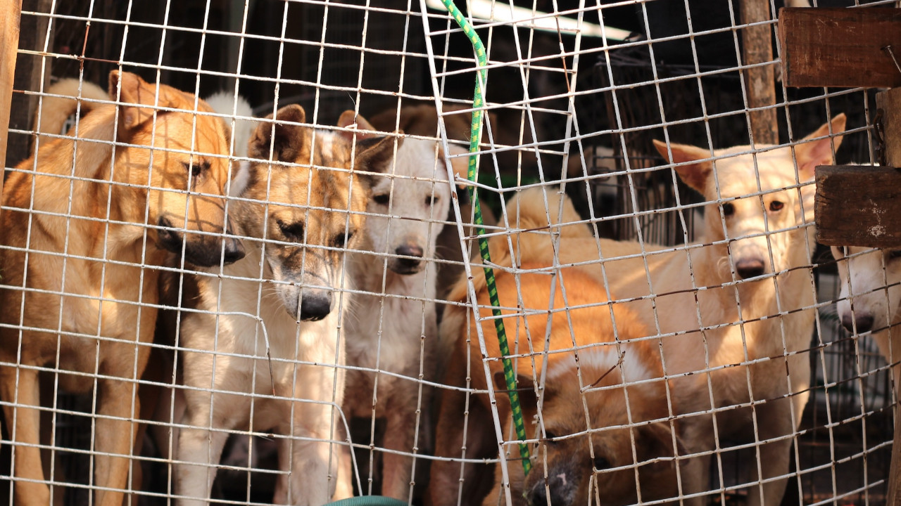 Güney Kore’de köpek eti endüstrisi yasaklanıyor