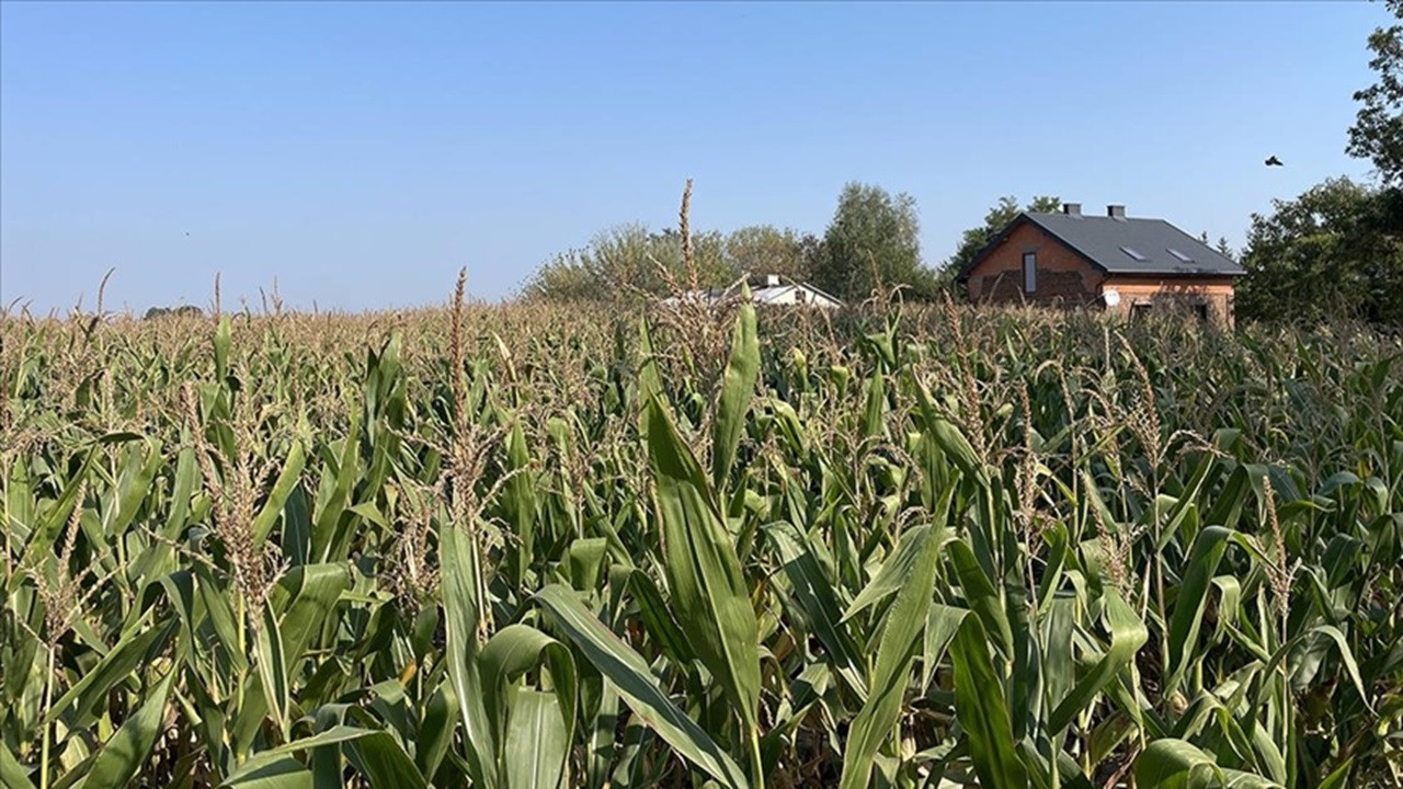 Avrupa çiftçi dernekleri Ukrayna ürünlerine sınırlama istiyor