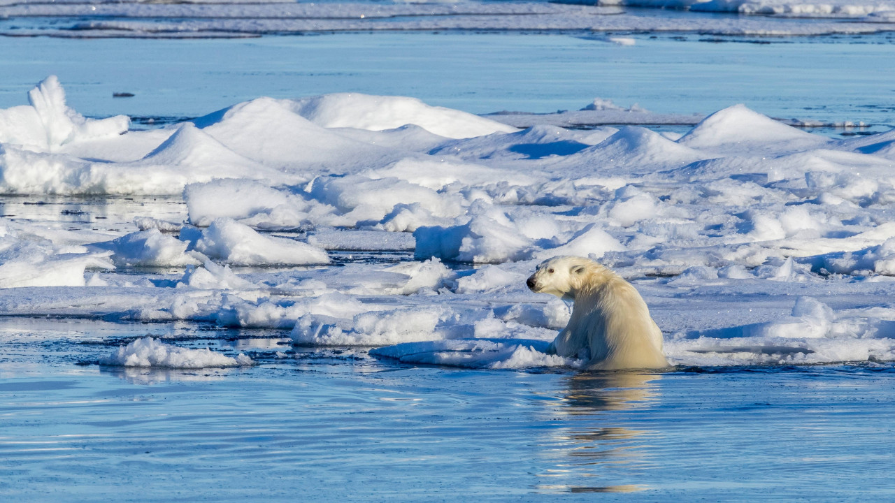 Kutup ayıları, avlanma alışkanlıklarını iklim değişikliğine adapte edemiyor