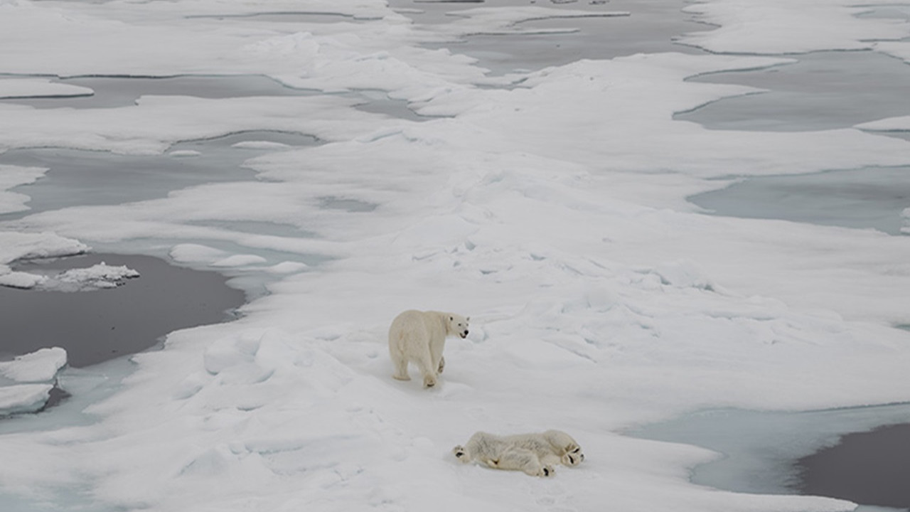 Kutup ayılarının nesli tehlike altında