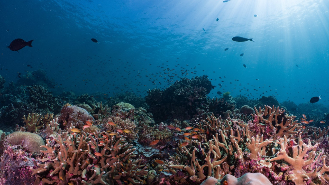 Okyanuslar ısındı, mercanlar dördüncü kez ağardı