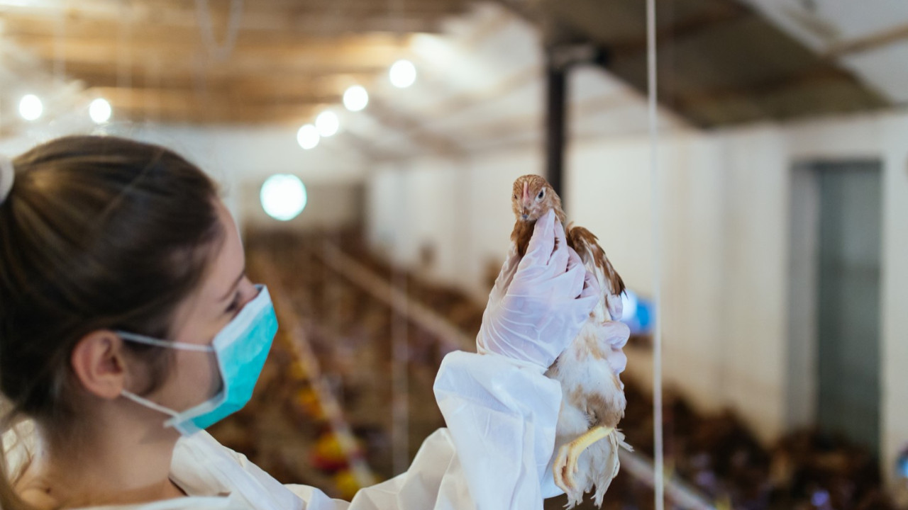 DSÖ, Meksika'da kuş gribinin bir alt türü olan A(H5N2) nedeniyle ilk ölümü doğruladı