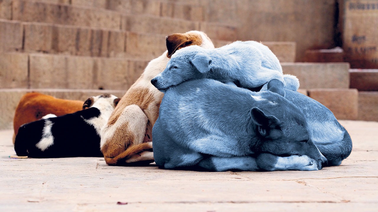 Sokak köpeklerini öldürerek sadece sayılarını çoğaltırsınız